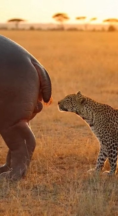 Leopard thought it had the perfect ambush… then the hippo hit the panic button. 🦛💨 Nature can get WILD fast.AI-assisted wildlife scene created for fun — no real animals harmed.