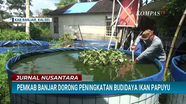 [FULL] Kepala Dinas DKPP Kab Banjar Bahas soal Potensi Budidaya Ikan Papuyu | JURNAL NUSANTARA