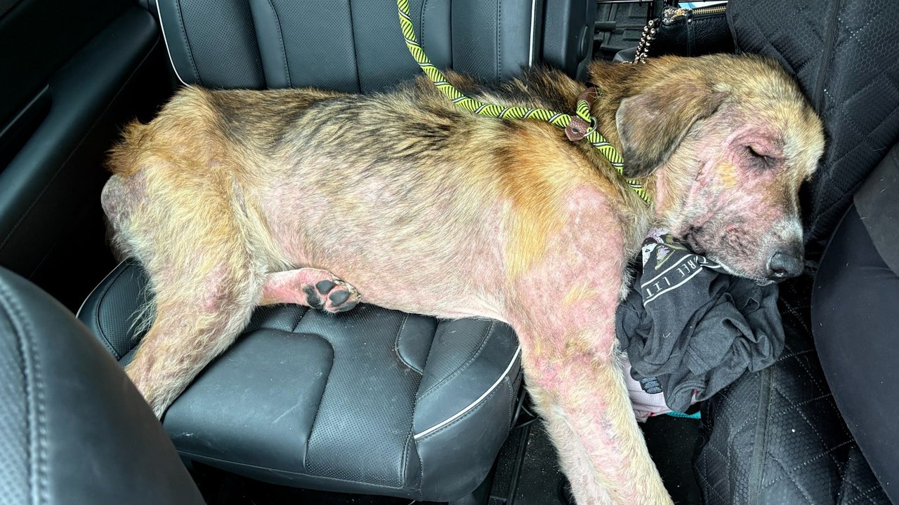 Stray Dog Attacked By Other Dogs Melts Into His Rescuers