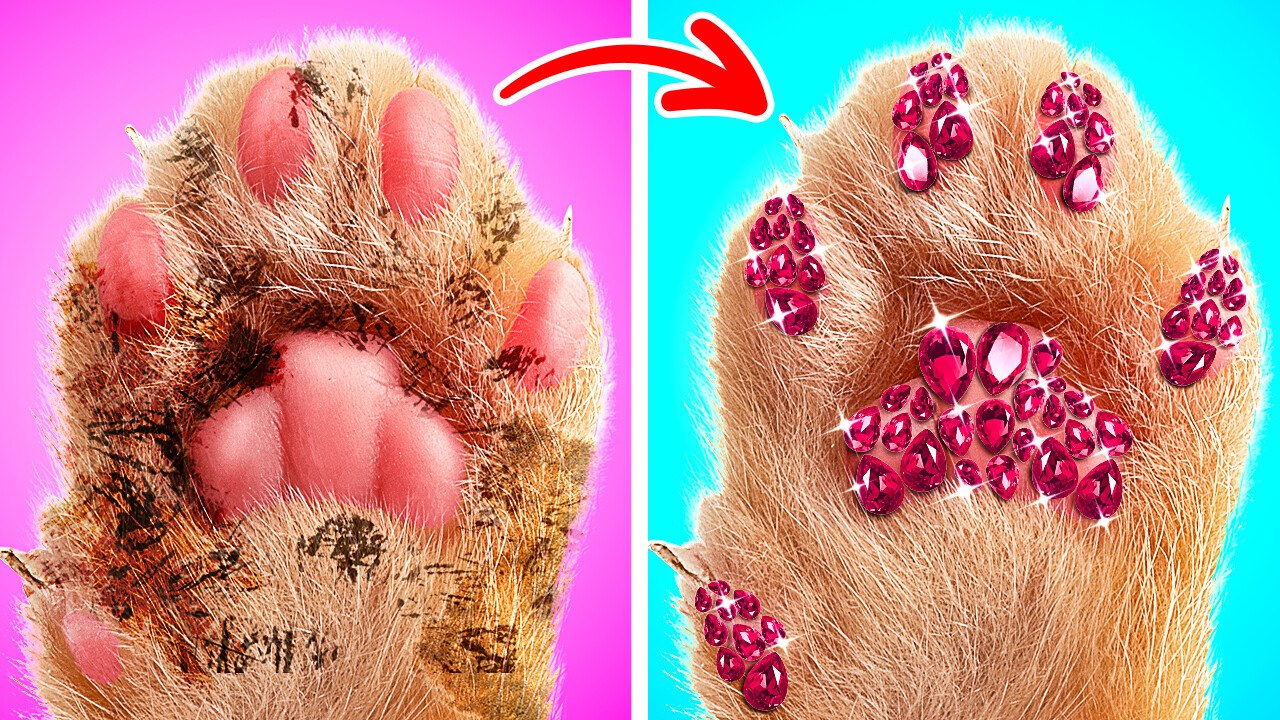 Shine Bright Like a CAT with Pawsome Hacks and Gadget! 😻😸 || Funny Cat Stories