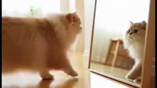 Cat Meets ‘Another Cat’ in the Mirror | Funny Reaction