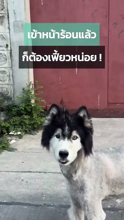 ไซบีเรียน ฮัสกี้ กับทรงผมหน้าร้อนที่เฟี้ยวจัด !