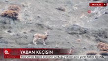 Erzurum’da kaçak avcıların vurduğu yaban keçisi yaralı halde bulundu