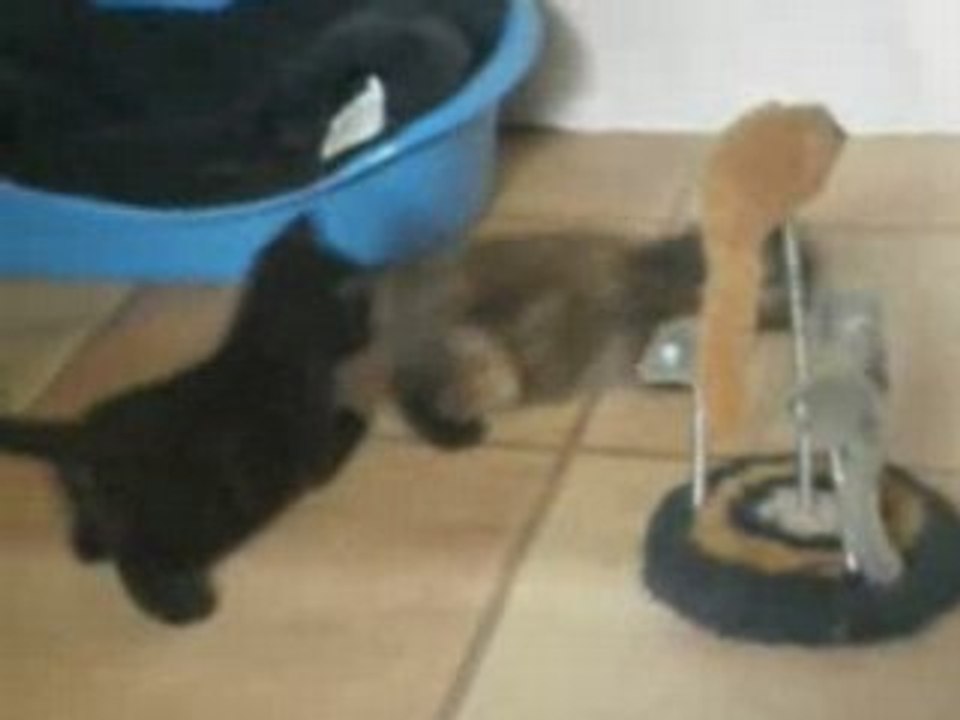 LES BEBES