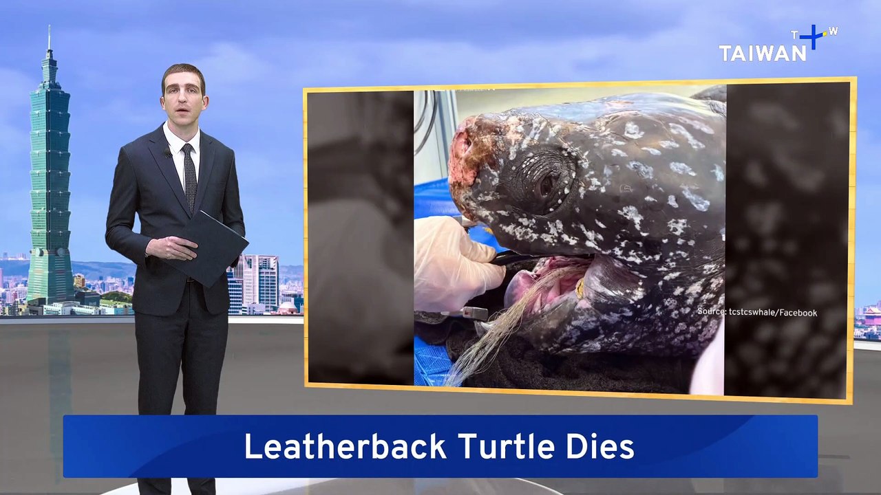 Leatherback Turtle Dies After Surgery Removing Ingested Fishing Net