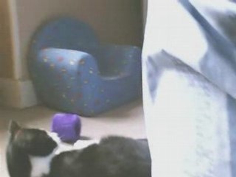 Chat m'éclate bien