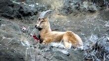 Yaralı dağ keçisini görüntüleyen aile hekimi: Tetiğe değil, deklanşöre basalım