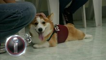 ‘Milo’ the corgi, therapy buddy ng mga estudyante sa isang unibersidad | I-Witness