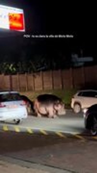 Hippos Walking On Road