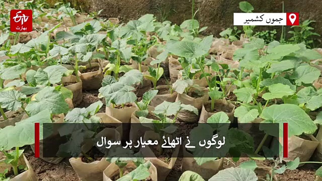 اننت ناگ میں ہائبرڈ سبزیوں کی سیڈلنگس تقسیم، لوگوں نے اٹھائے معیار پر سوال