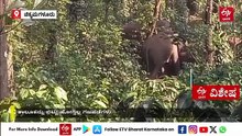 ಚಿಕ್ಕಮಗಳೂರು: ಮೂಡಿಗೆರೆ ತಾಲೂಕಿನಲ್ಲಿ 70 ಕಾಡಾನೆಗಳ ಸಂಚಾರ; ತೋಟ, ಗದ್ದೆಗಳು ಧ್ವಂಸ