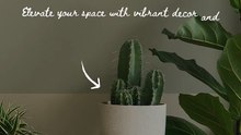 House Plants for Home Decor and Healthy Indoor Spaces