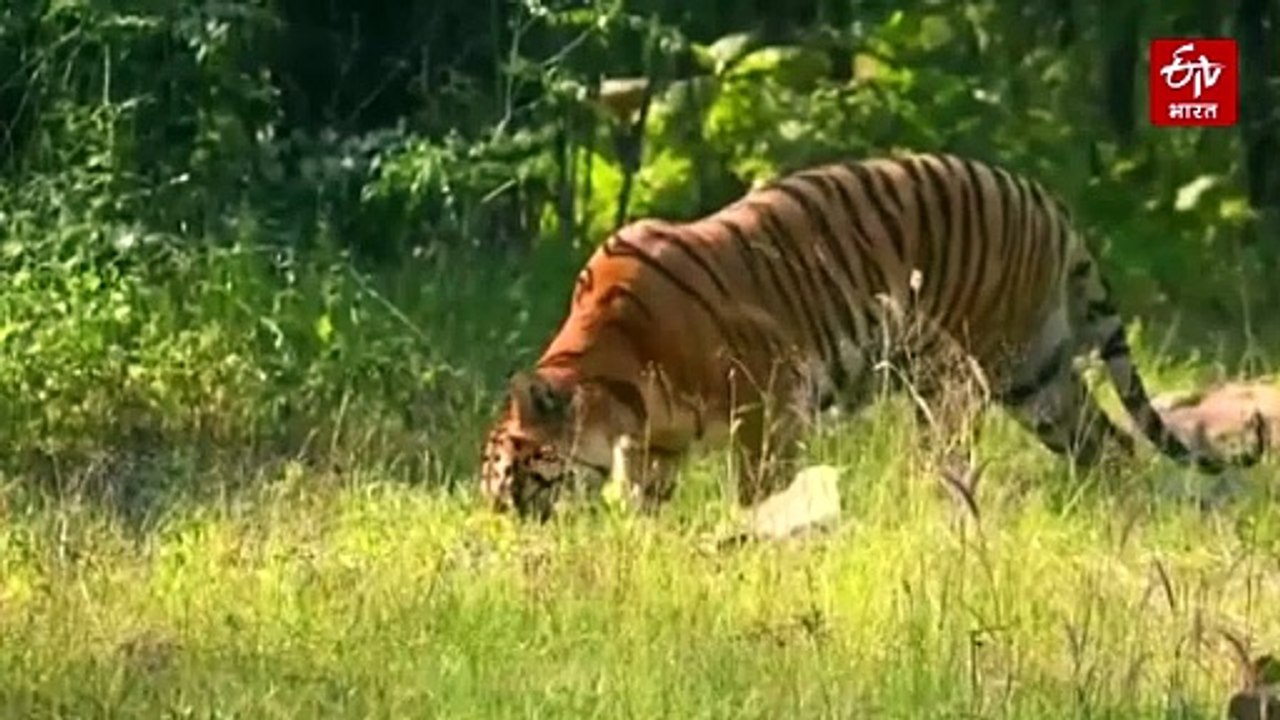 राजाजी टाइगर रिजर्व में बढ़ेगा बाघों का कुनबा,...