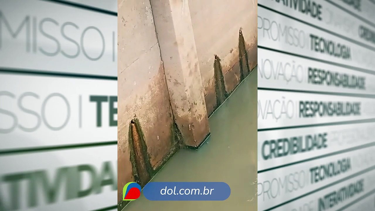 Boto é encontrado em canal em Belém