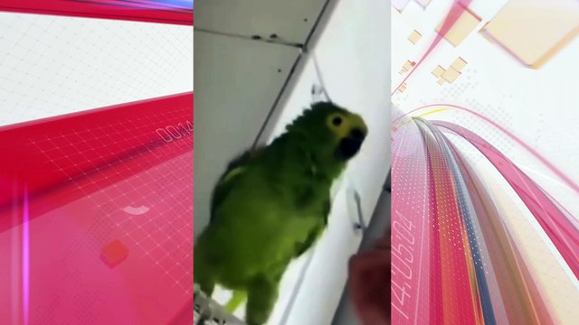 Mulher é presa por maus-tratos após soprar fumaça de maconha em papagaio; veja vídeo