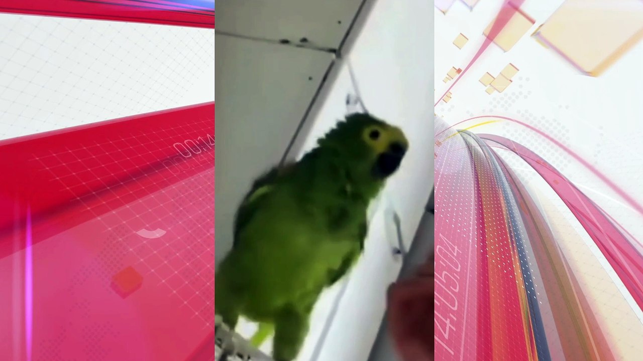 Mulher é presa por maus-tratos após soprar fumaça de maconha em papagaio; veja vídeo