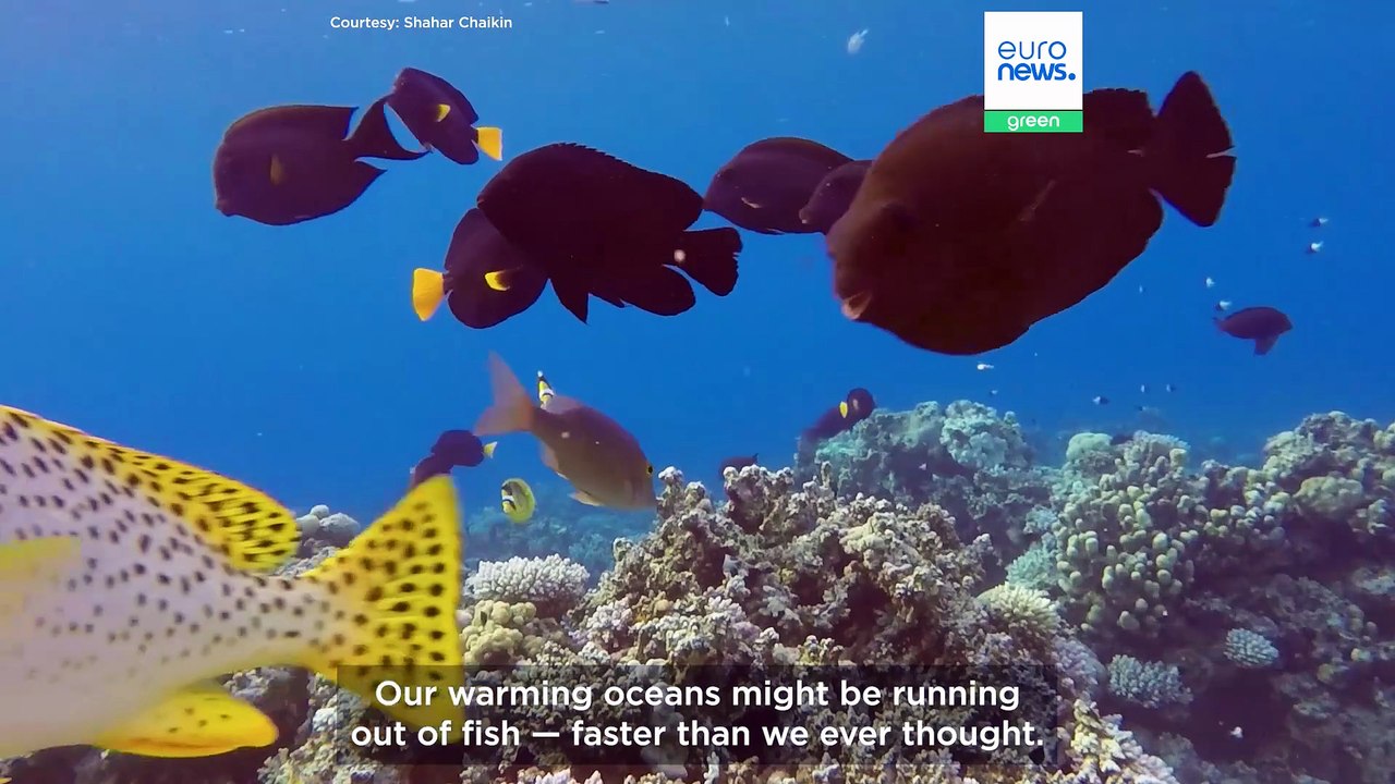 Marine heatwaves create ‘winners and losers’ - but rising fish numbers aren’t always good news