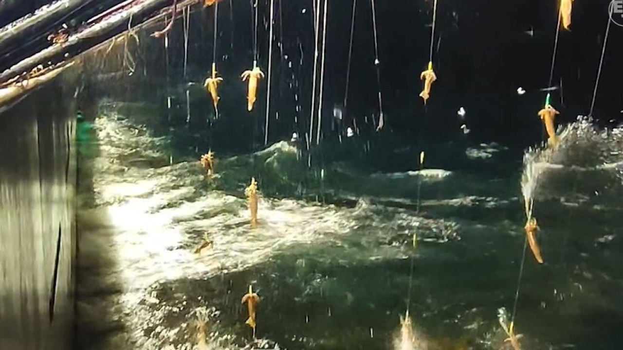 La pesca cinese illegale del calamaro (che finisce anche in Italia)