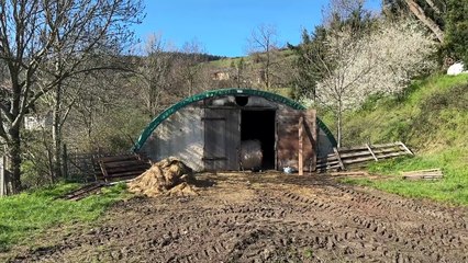 Huit brebis tu&eacute;es dans le Pilat : la piste du loup fortement suspect&eacute;e