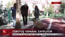 Ankara'da 13 yaşındaki obez köpek 'Kız', yürüyüş yaparak zayıflıyor