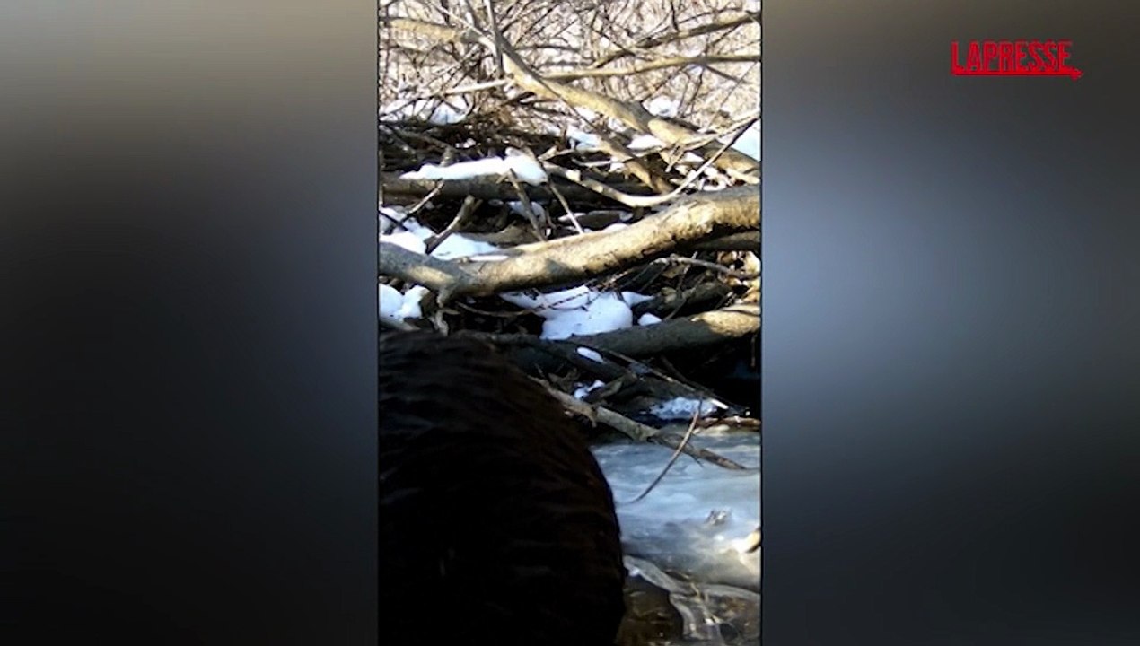 Un gatto leopardo dell'Amur ruba un pesce a una lontra