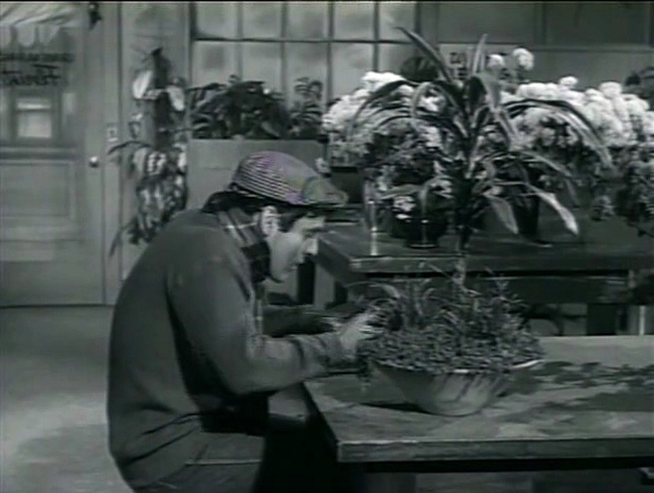 LA PICCOLA BOTTEGA DEGLI ORRORI     (Roger Corman; Commedia-Horror; 1960)