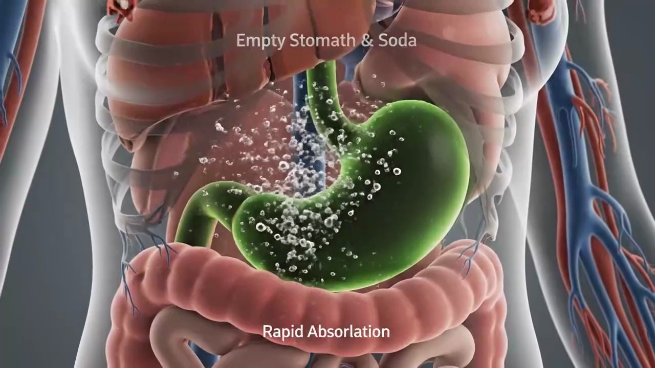What Happens When You Drink Soda On An Empty Stomach 3D Animation