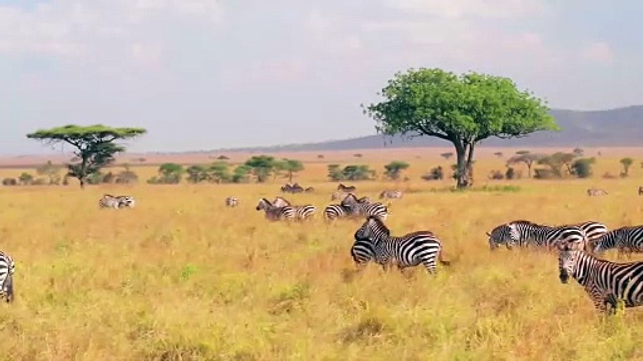 Zebras in their habitat