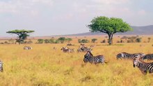 Zebras in their habitat