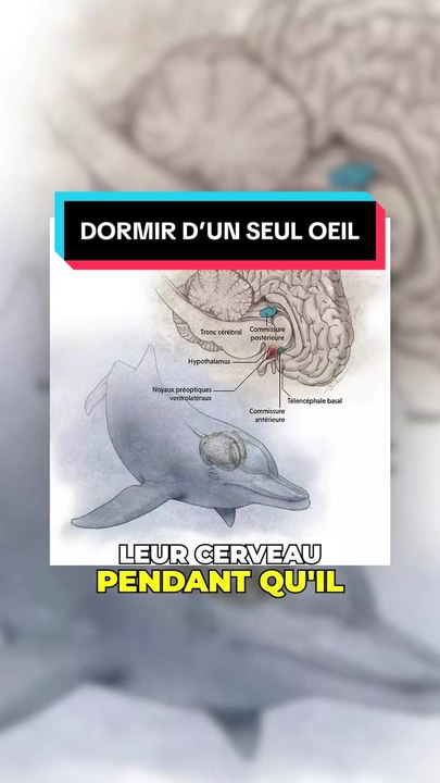 Dormir d'un œil ?