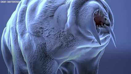So what's a tardigrade?