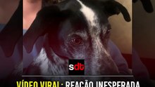 Vídeo viral: reação inesperada de cachorro ao ver um gato pela primeira vez deixa milhões entre risos e dó