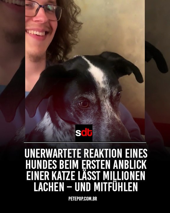 Virales Video: Unerwartete Reaktion eines Hundes beim ersten Anblick einer Katze lässt Millionen lachen – und mitfühlen