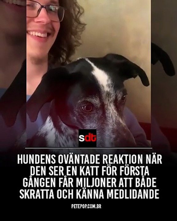 Virale video: onverwachte reactie van hond bij het voor het eerst zien van een kat laat miljoenen lachen én medelijden hebben
