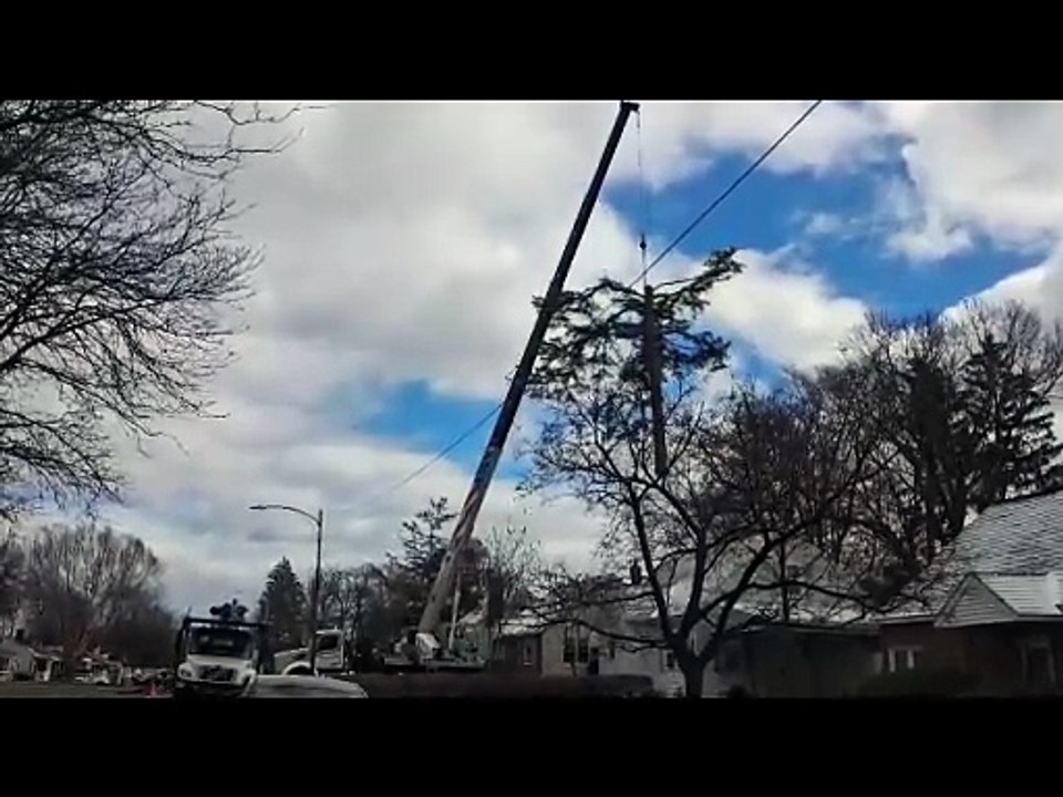 Tree Removal