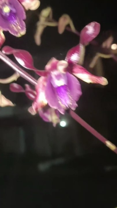 Flowers 🌺🌹 Orchids Dendrobium