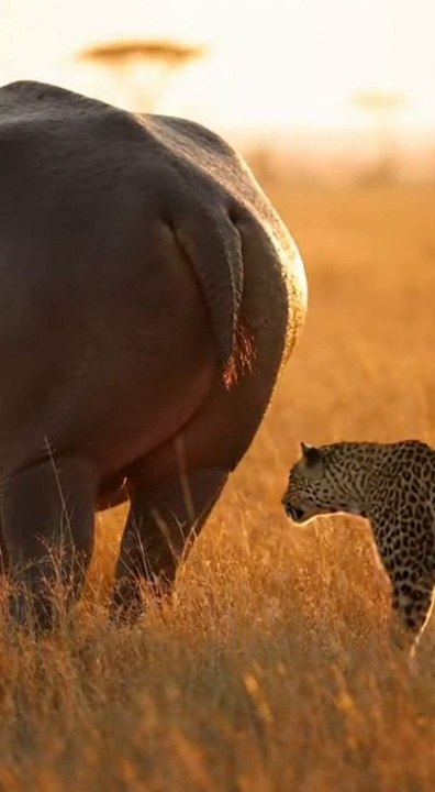 Leopard thought it had the perfect ambush… then the hippo hit the panic button. 🦛💨 Nature can get WILD fast.AI-assisted wildlife scene created for fun — no real animals harmed.