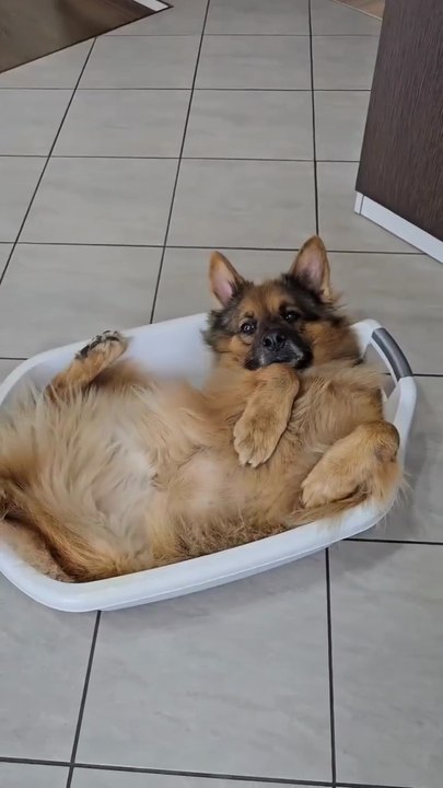 Funny, Intelligent, Beautiful awesome. Much love to you ,dear GSP💕🐾🐩Follow me please please