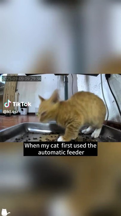 Cats clearly weren’t ready #cats #funnyvideos #food #fyp #foryou_bulk