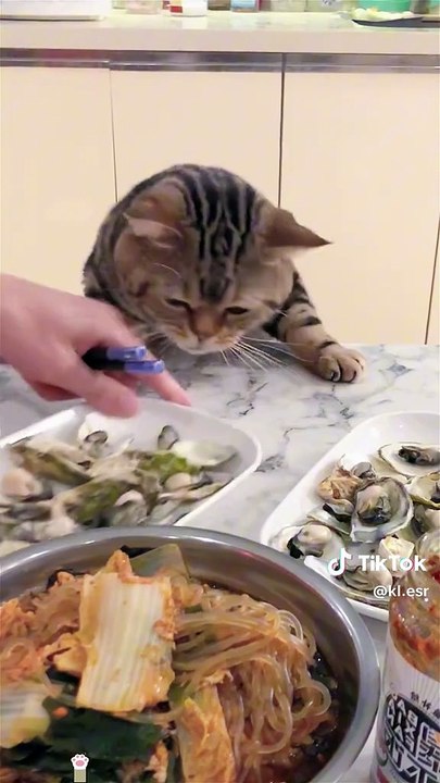 Cats have arrogant paws