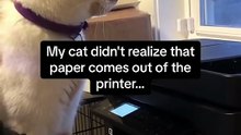 Cats are obsessed with paper products