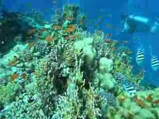 L'aquarium en Mer Rouge (Marsa Alam)