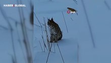 Karlı arazide görülen vaşak vatandaşları heyecanlandırdı