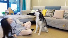 Lustiges Video: Siberian Husky liefert sich ein musikalisches Duett mit seiner flötenspielenden Besitzerin