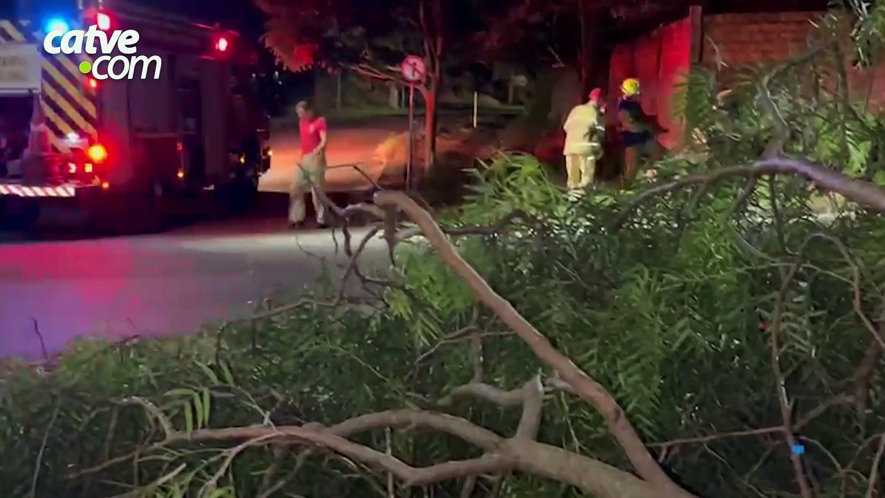 Árvore cai e bloqueia parcialmente via no bairro Aclimação, em Cascavel
