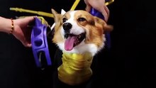 Super Evolution, Corgi Version of MetalGarurumon