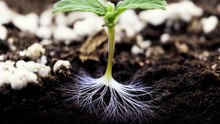 Cannabis Seed Booster | Faster, Stronger Germination