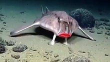 A fish that "walks" with red lips!? The Galapagos batfish, which lives in the deep sea of ​​the Galapagos Islands, is incredibly unique! 💄 Its lips are bright red, as if it's wearing heavy makeup 👣 It doesn't swim, but walks along the seabed using its f