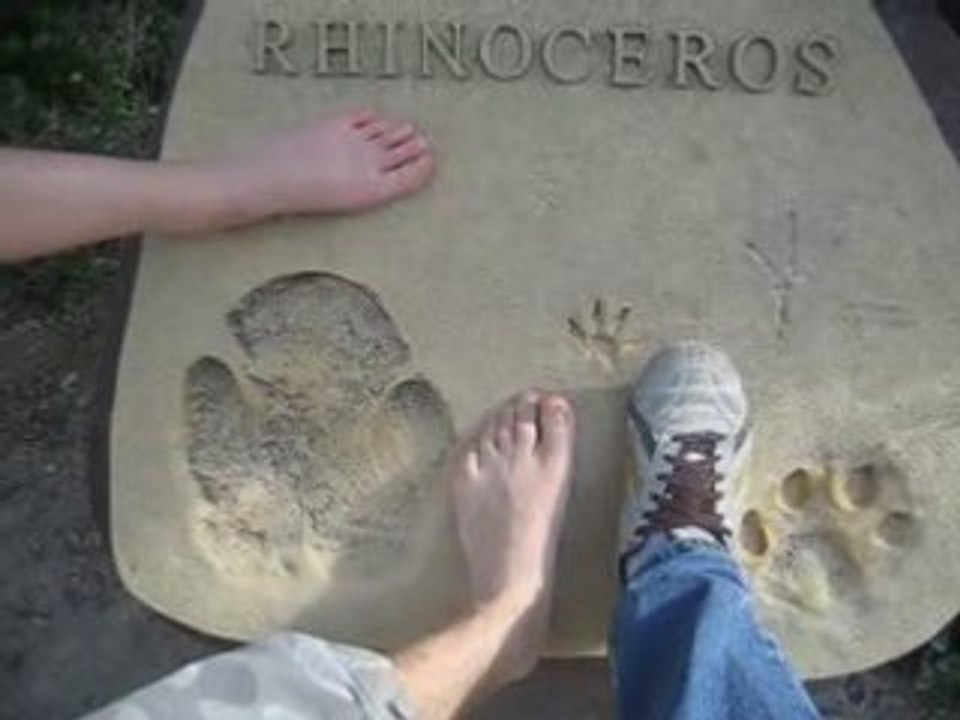 rhinoFEROS