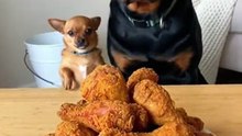 Dog's Mukbang